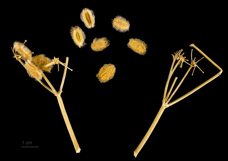 Ammodaucus leucotrichus