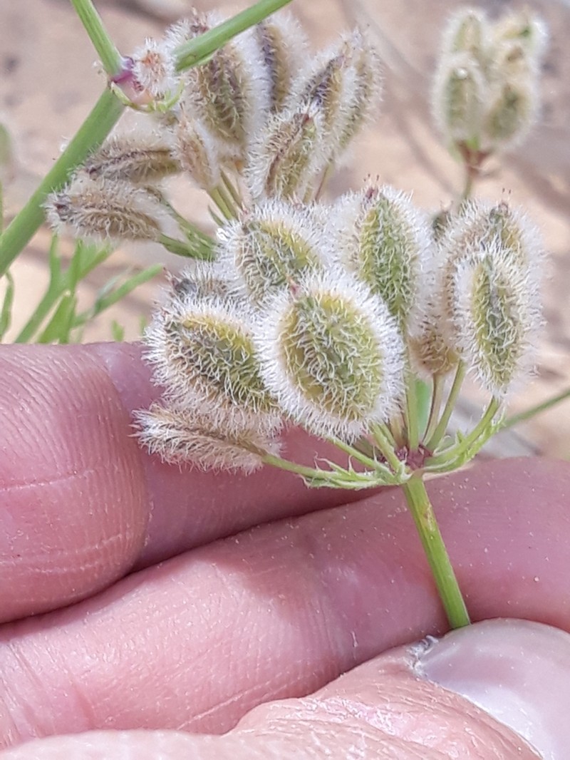 Ammodaucus leucotrichus photo 2