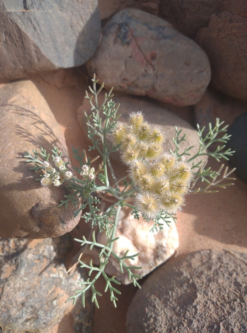 Ammodaucus leucotrichus photo 3