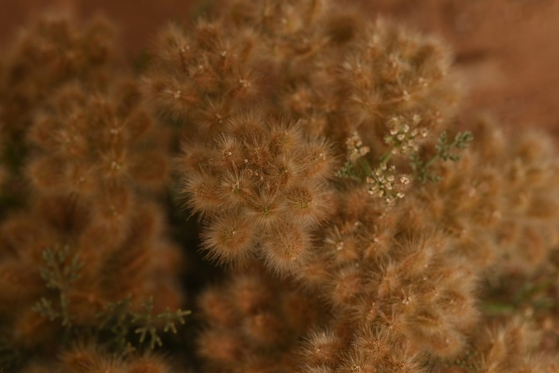 Ammodaucus leucotrichus photo 4