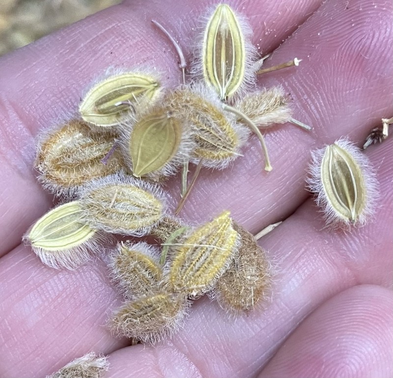 Ammodaucus leucotrichus photo 5