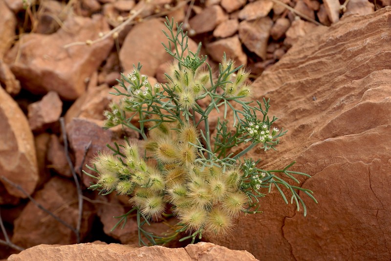 Ammodaucus leucotrichus photo 6