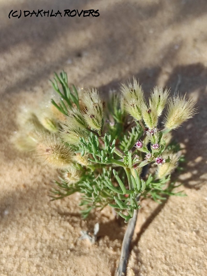 Ammodaucus leucotrichus photo 7
