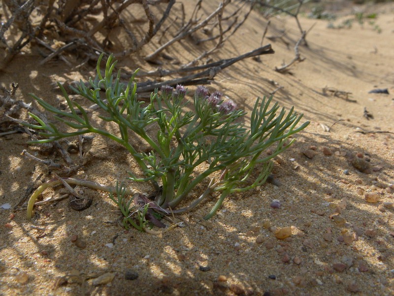 Ammodaucus leucotrichus photo 8