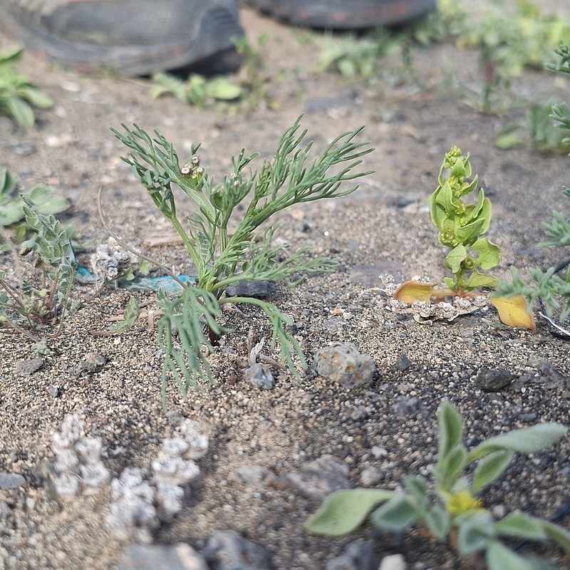 Ammodaucus maroccanus