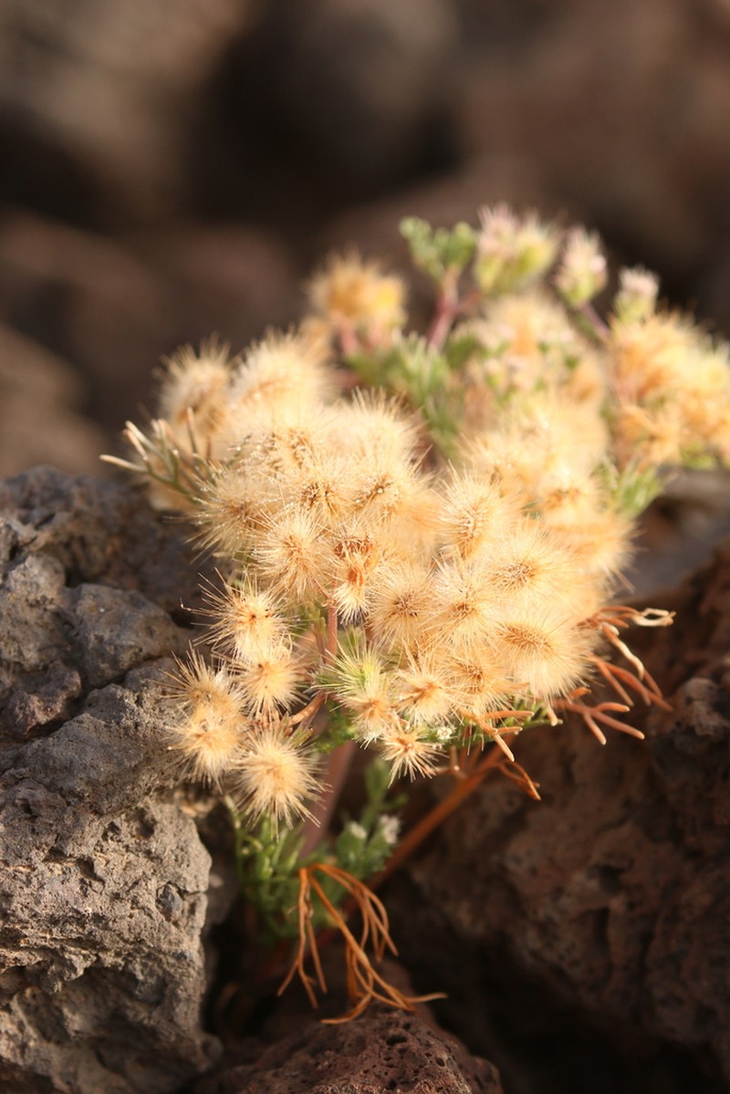 Ammodaucus maroccanus photo 2
