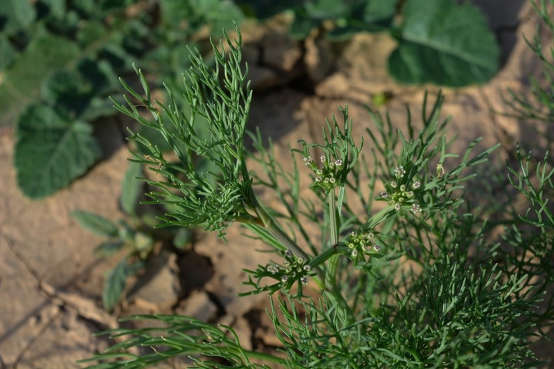 Ammodaucus maroccanus photo 3