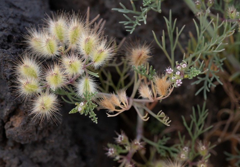Ammodaucus maroccanus photo 4