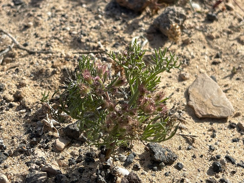 Ammodaucus maroccanus photo 5