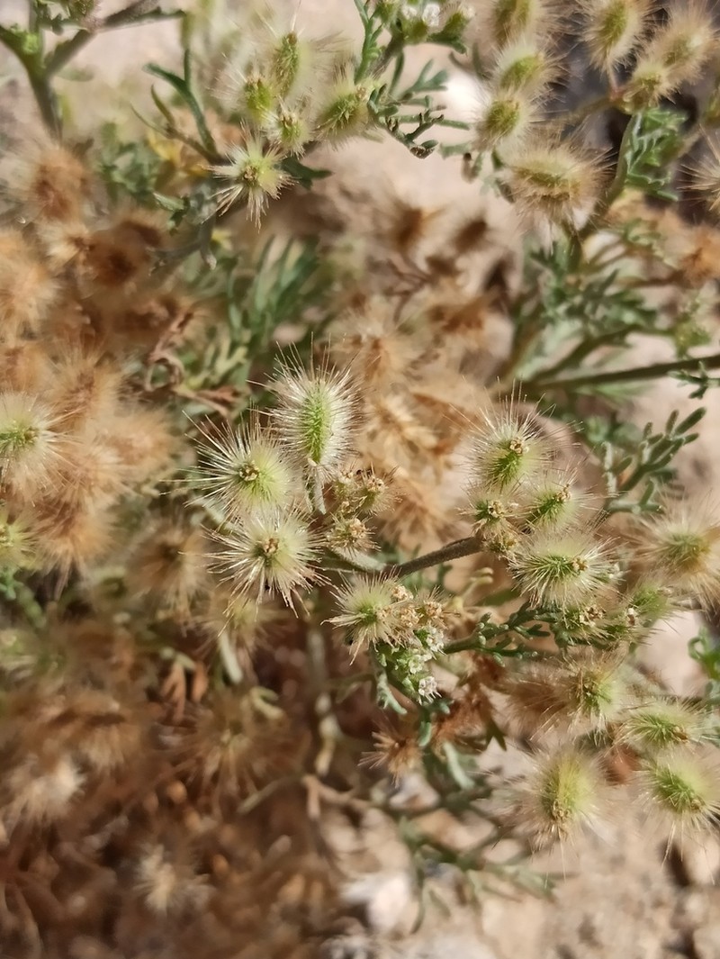 Ammodaucus maroccanus photo 6