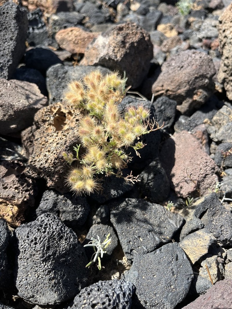 Ammodaucus maroccanus photo 7