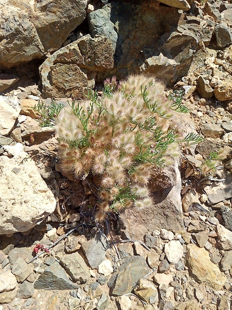 Ammodaucus maroccanus photo 8