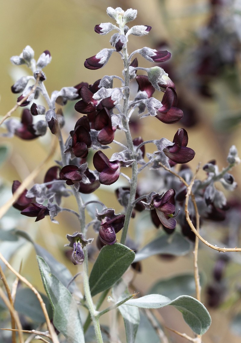 Ammodendron bifolium