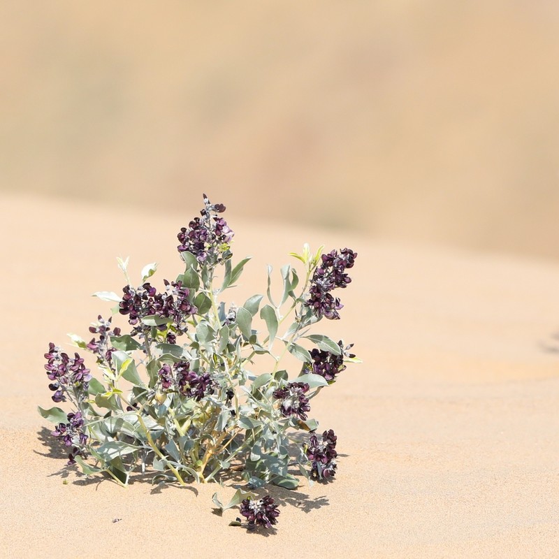 Ammodendron bifolium photo 2