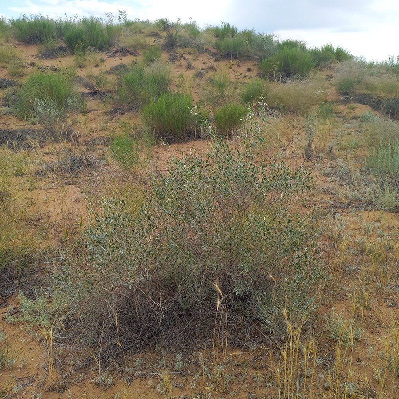 Ammodendron bifolium photo 3