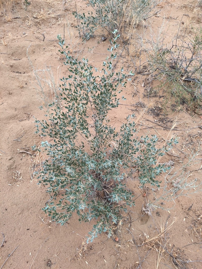 Ammodendron bifolium photo 4