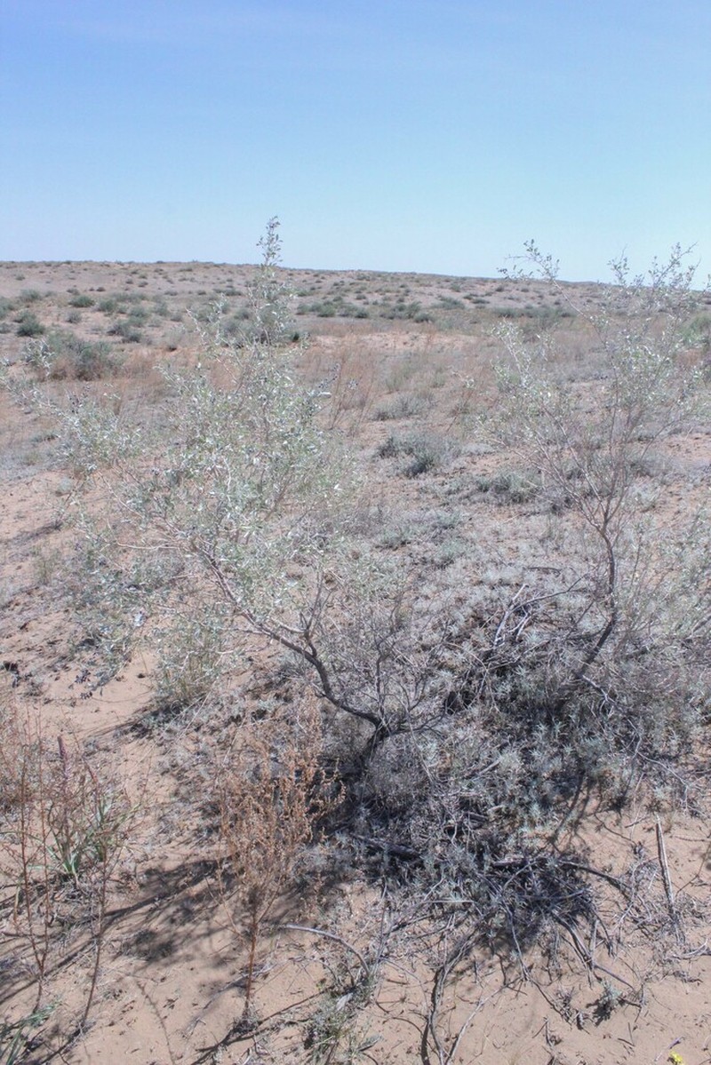 Ammodendron bifolium photo 5