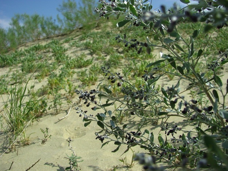 Ammodendron bifolium photo 6