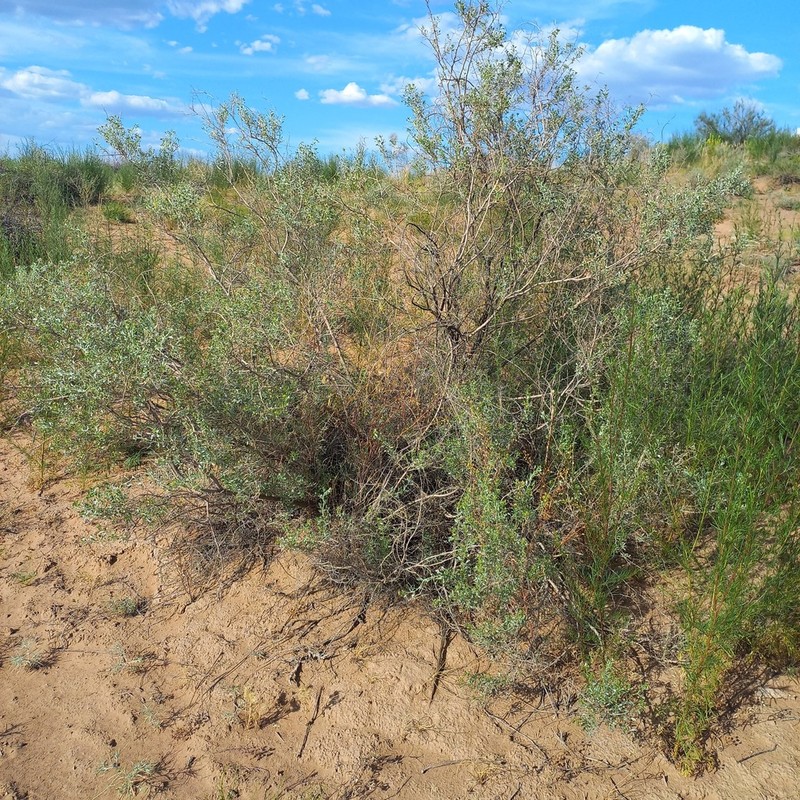 Ammodendron bifolium photo 8