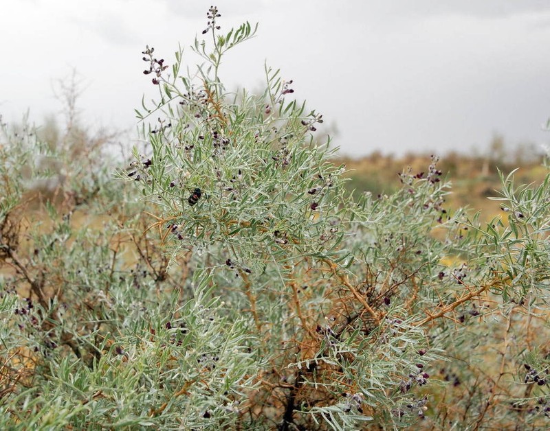 Ammodendron eichwaldii