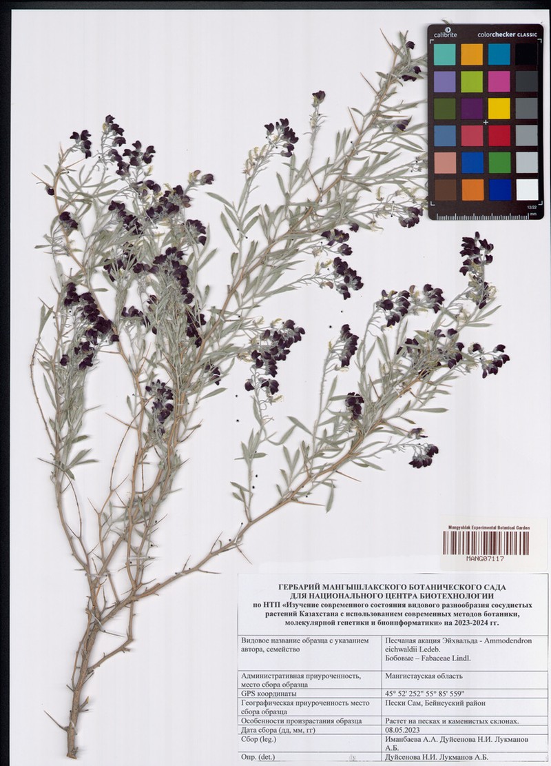 Ammodendron eichwaldii photo 3