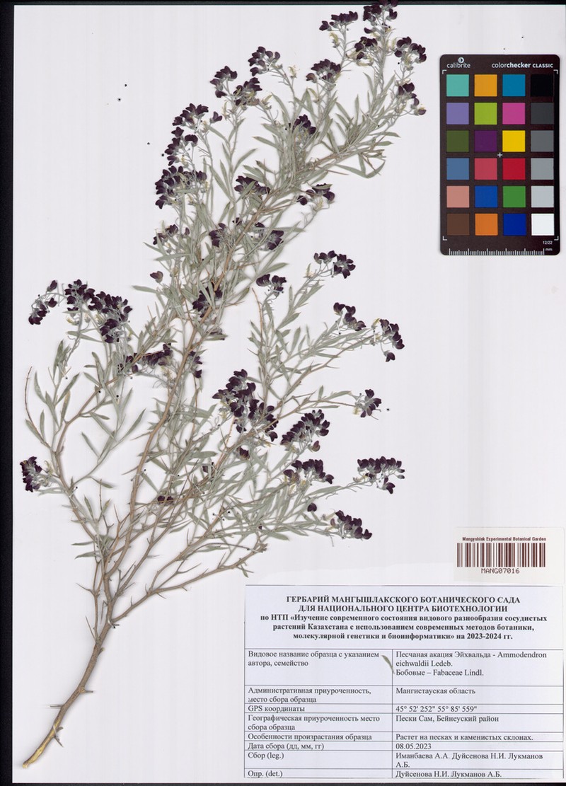 Ammodendron eichwaldii photo 4