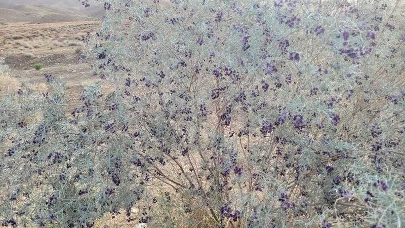 Ammodendron persicum