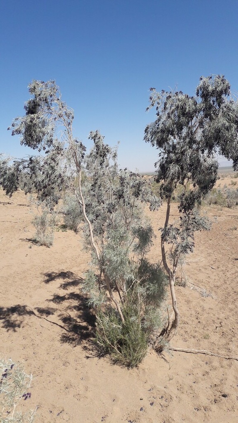 Ammodendron persicum photo 2