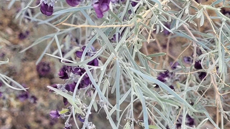 Ammodendron persicum photo 3