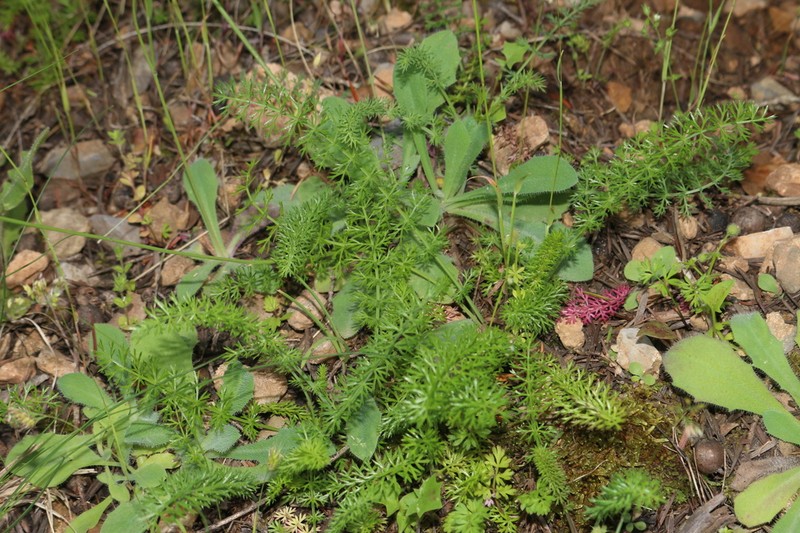 Ammoides atlantica
