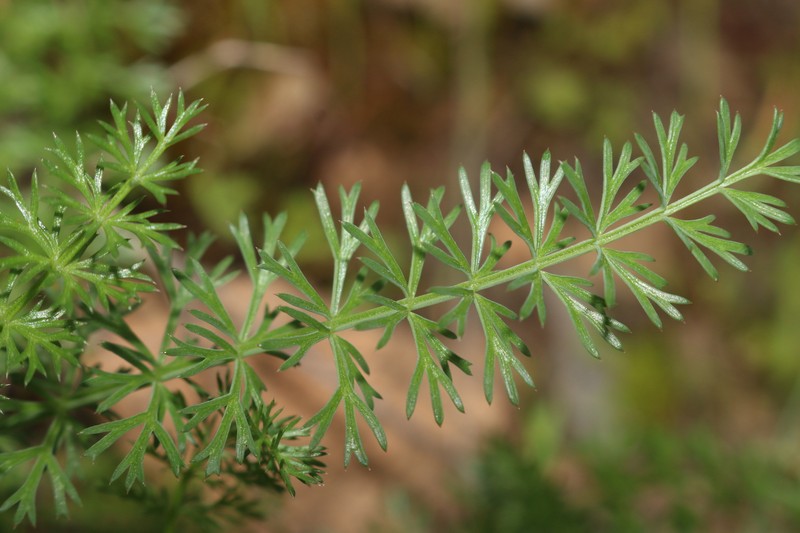 Ammoides atlantica photo 3