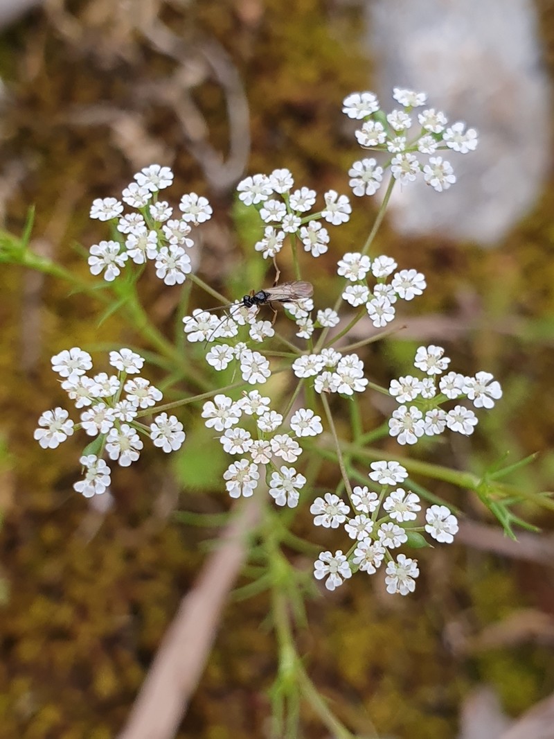 Ammoides pusilla photo 3