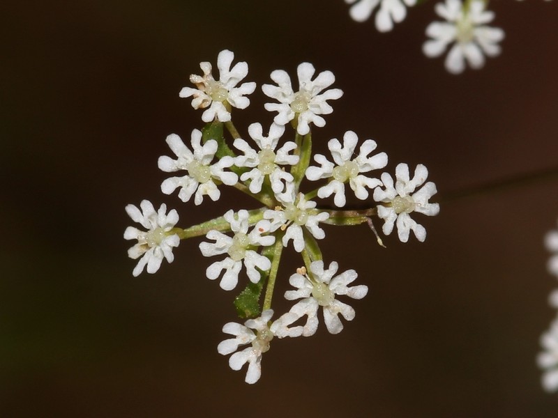 Ammoides pusilla photo 4