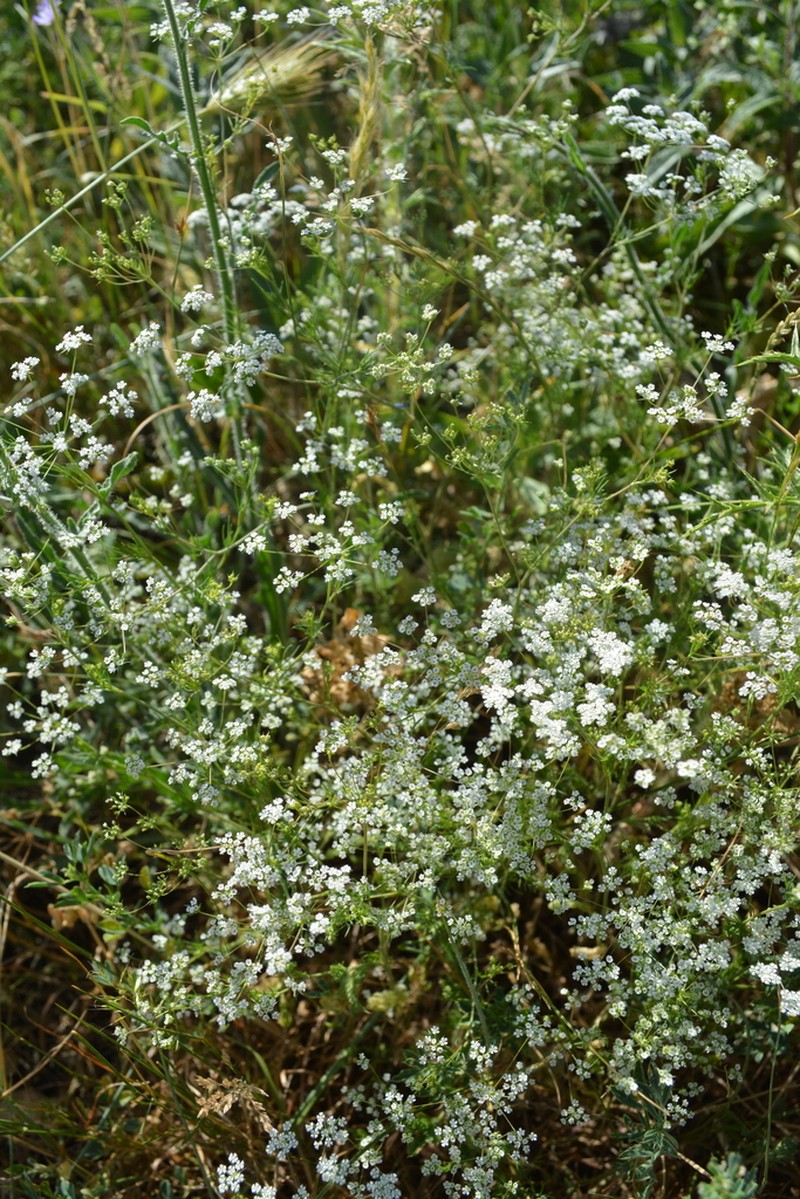 Ammoides pusilla photo 5