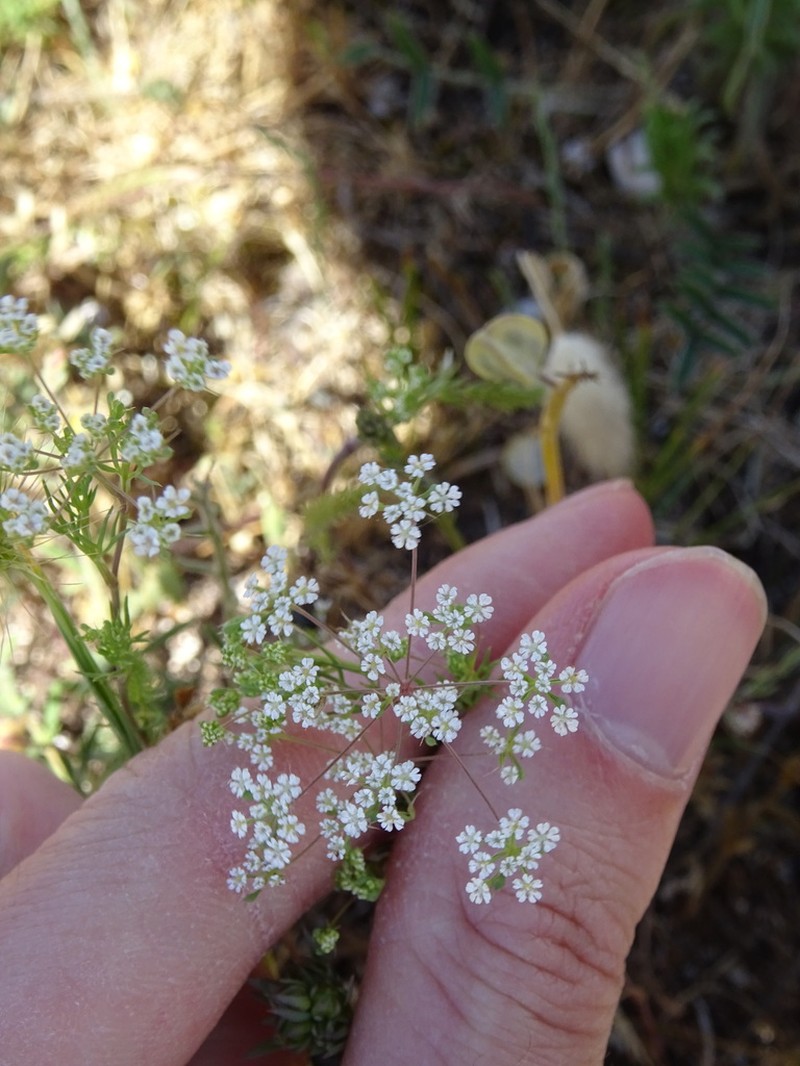 Ammoides pusilla photo 6