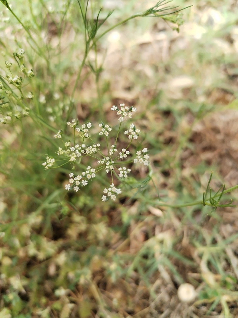 Ammoides pusilla photo 7