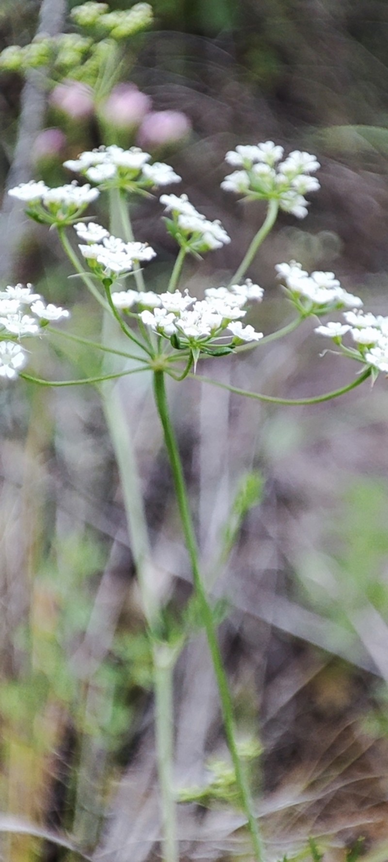 Ammoides pusilla photo 8