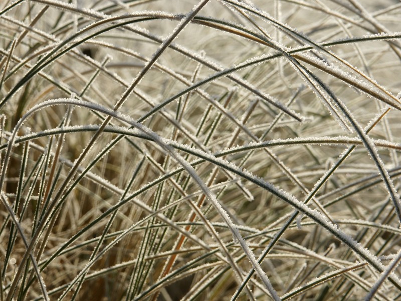 European Beachgrass photo 2
