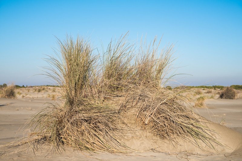 European Beachgrass photo 3