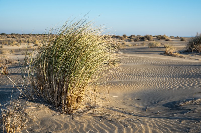 European Beachgrass photo 4
