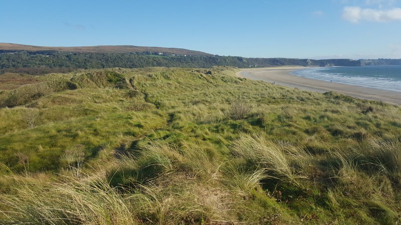 European Beachgrass photo 6