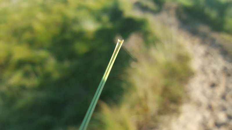 European Beachgrass photo 7