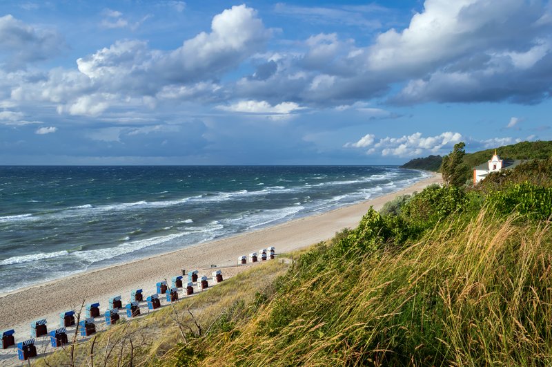 European Beachgrass photo 8