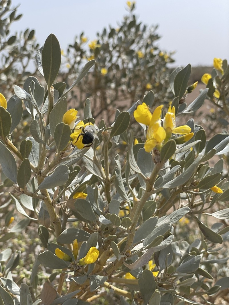 Ammopiptanthus mongolicus