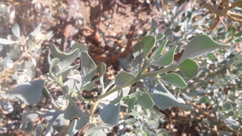 Ammopiptanthus mongolicus photo 2