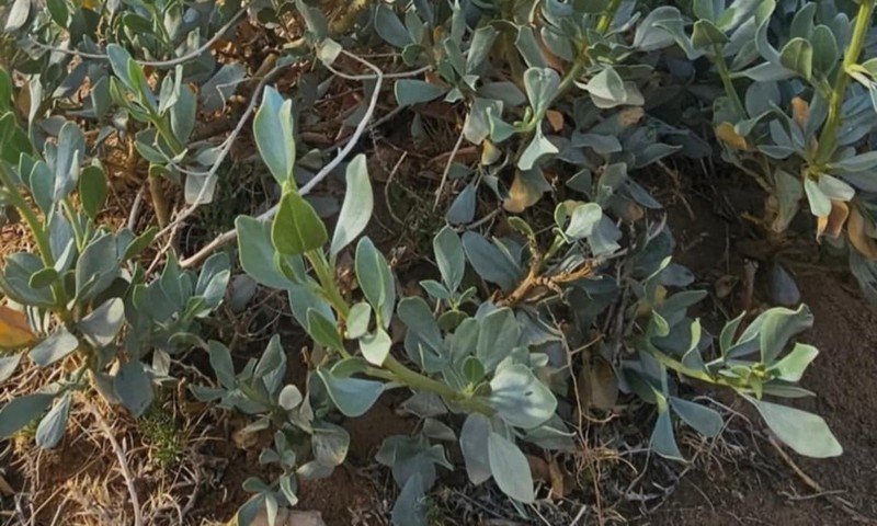 Ammopiptanthus mongolicus photo 3