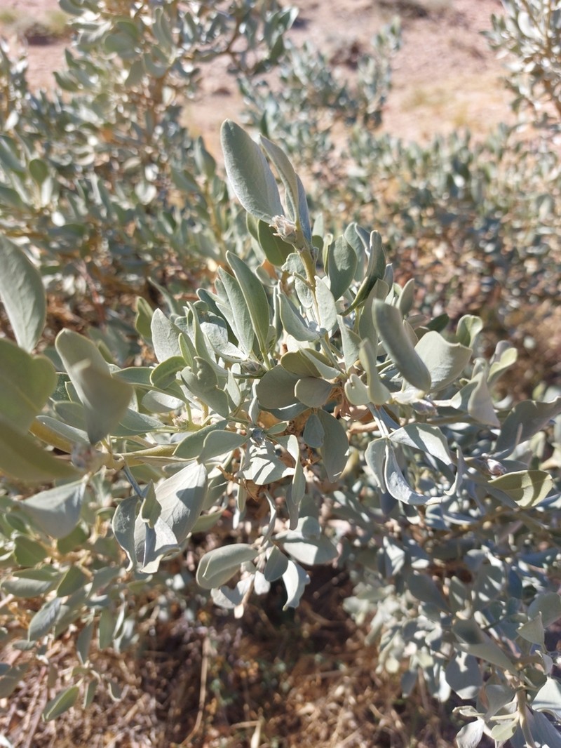 Ammopiptanthus mongolicus photo 4