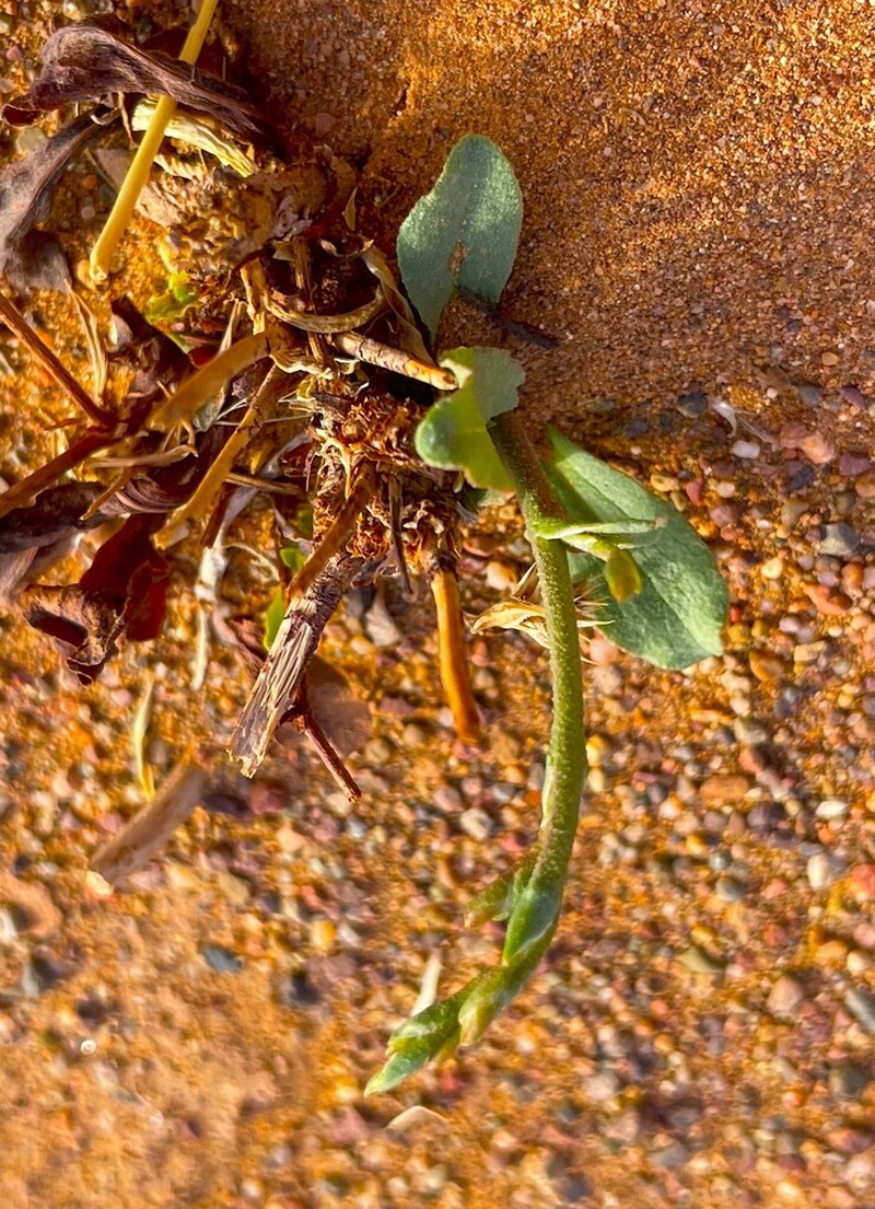 Ammopiptanthus mongolicus photo 6