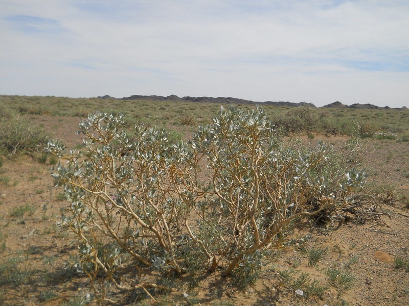 Ammopiptanthus mongolicus photo 7