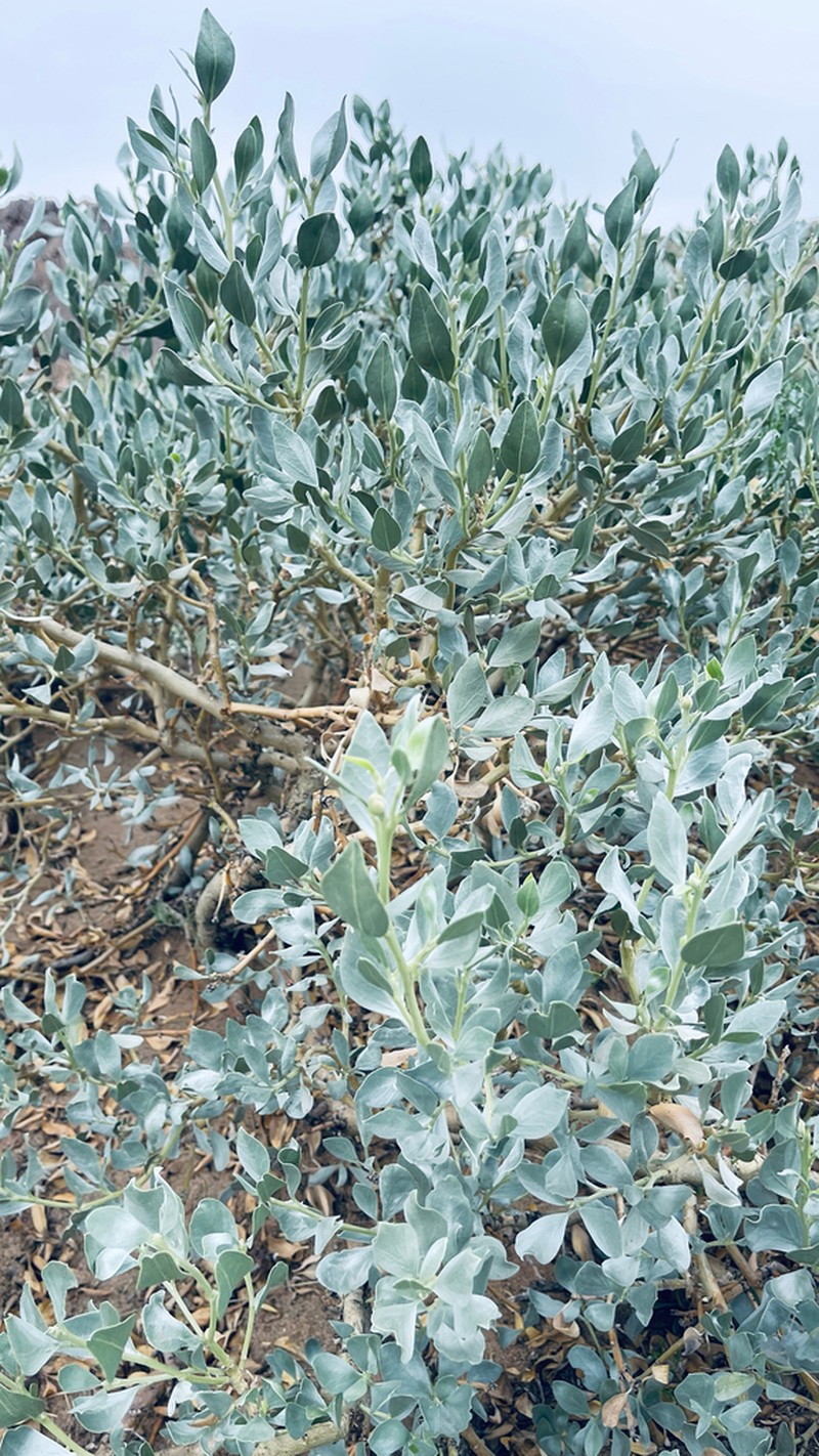 Ammopiptanthus mongolicus photo 8